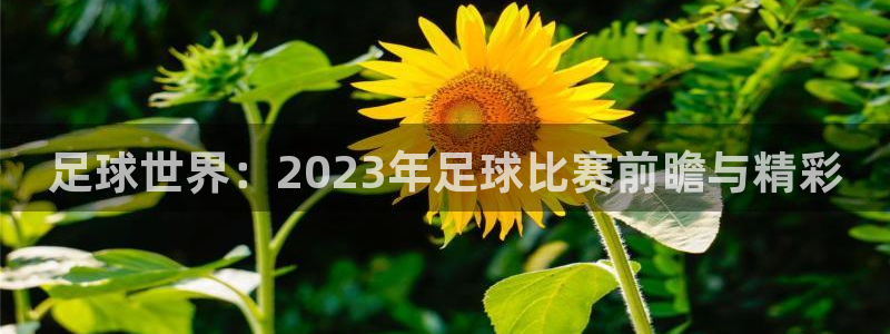 足球世界：2023年足球比赛前瞻与精彩