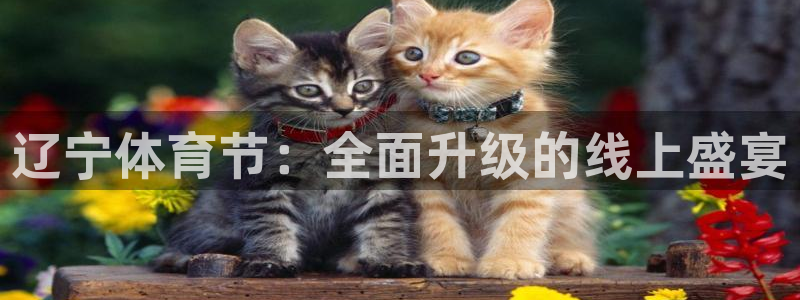 辽宁体育节：全面升级的线上盛宴